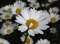 Blume IMG_2297 Kopie.jpg   26.04